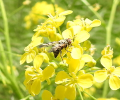 Otitinae