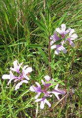 Clarkia pulchella