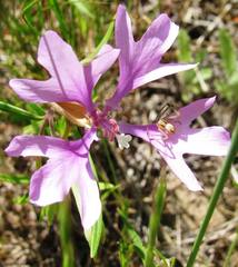 Clarkia pulchella