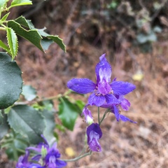 Delphinium parryi