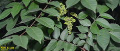 Rhus javanica
