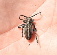 Dorcadion holosericeum