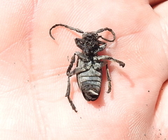 Dorcadion holosericeum