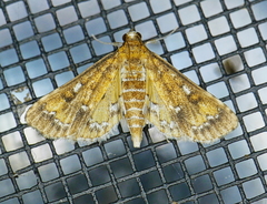 Niphograpta albiguttalis