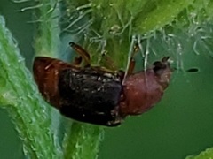 Caplothorax melanopterus