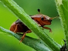 Caplothorax melanopterus