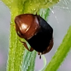 Caplothorax melanopterus