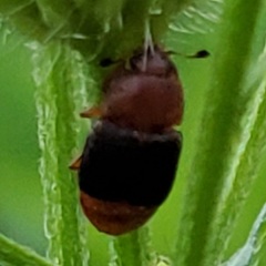 Caplothorax melanopterus