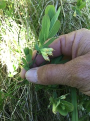 Lonicera caerulea cauriana