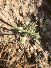 Nigella arvensis