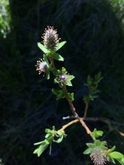Salix eastwoodiae