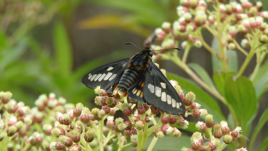 Crystal-banded Skipper
