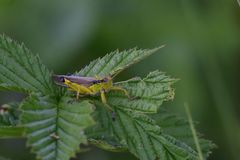 Ognevia longipennis