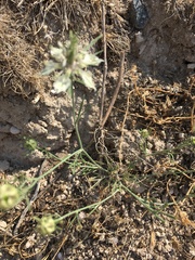 Nigella arvensis