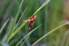 Omocestus