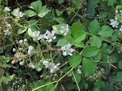 Rubus lindleianus