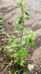 Leonurus cardiaca