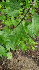 Leonurus cardiaca