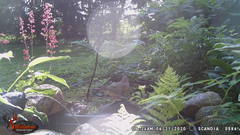 Zenaida macroura carolinensis