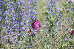 Carduus nutans leiophyllus
