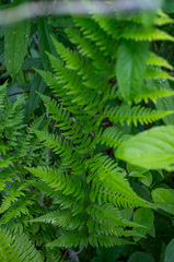 Dryopteris clintoniana