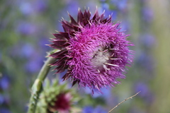 Carduus nutans leiophyllus