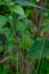 Stellulatae
