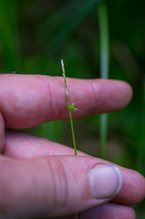 Stellulatae