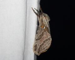 Sthenopis argenteomaculatus