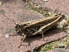 Chorthippus brunneus