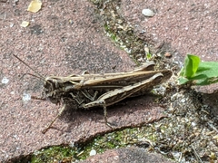 Chorthippus brunneus