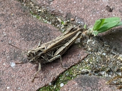 Chorthippus brunneus