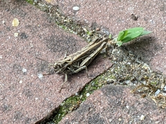 Chorthippus brunneus