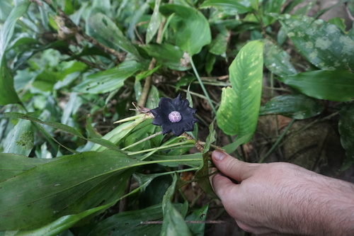Aspidistra nikolaii