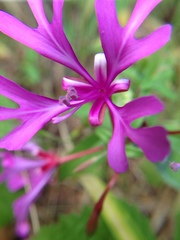 Clarkia concinna