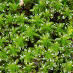 Syntrichia laevipila