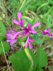 Clarkia concinna