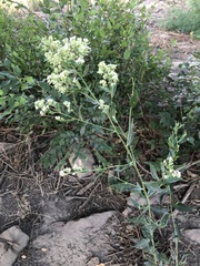 Lepidium latifolium