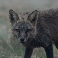 Vulpes vulpes deletrix