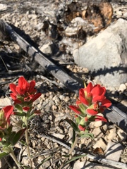 Castilleja rigida