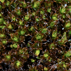 Syntrichia obtusissima