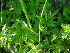 Pimpinella major