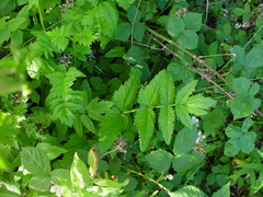 Pimpinella major