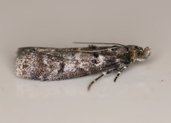 Ortholepis pasadamia