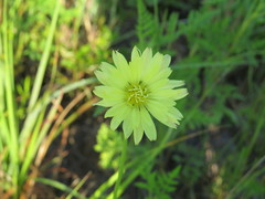 Pyrrhopappus carolinianus image