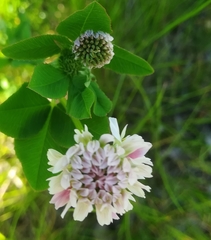 Trifolium hybridum