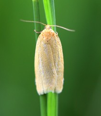 Clepsis rogana