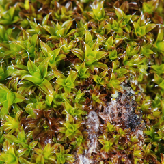 Syntrichia obtusissima