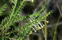 Struthiola argentea