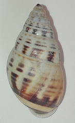 Amphidromus xiengensis